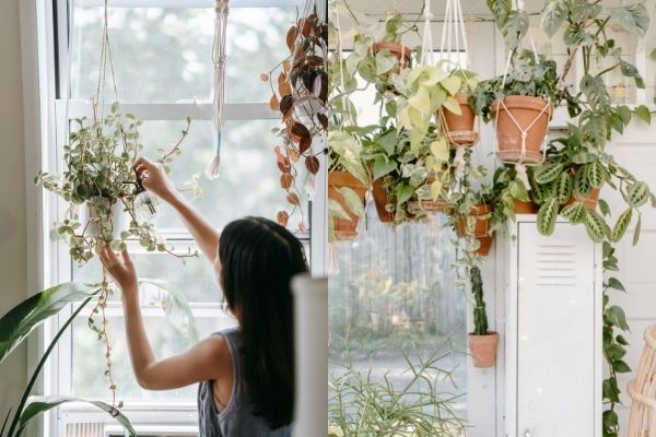 Plantas colgantes