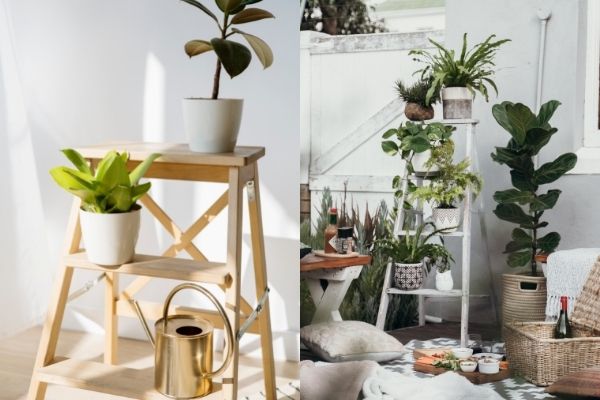 Plantas en escaleras