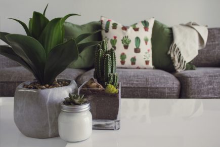 plantas pequeñas