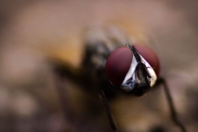 bichos