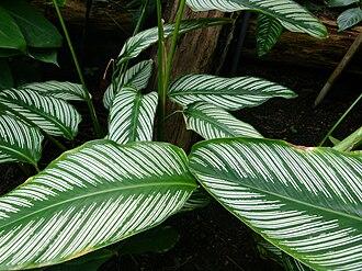 Planta con hojas verdes
El contenido generado por IA puede ser incorrecto.