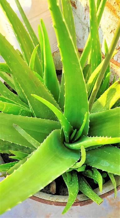 Una planta con hojas verdes
El contenido generado por IA puede ser incorrecto.