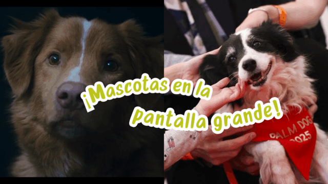 Mascotas famosas del cine que conquistaron la pantalla